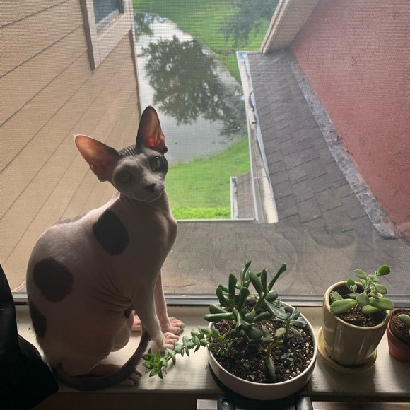 Meet your Posher, Shay - Picture 8 of 8